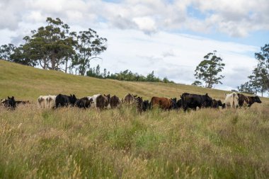 İngiltere 'de bir çiftlikteki bir tarlada sığır budu. Baharda çayırda otlayan İngiliz sığırları. Sürdürülebilir bir tarım çiftliğinde çayırda yeşil çimenler büyüyor.