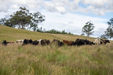 İngiltere 'de bir çiftlikteki bir tarlada sığır budu. Baharda çayırda otlayan İngiliz sığırları. Sürdürülebilir bir tarım çiftliğinde çayırda yeşil çimenler büyüyor.