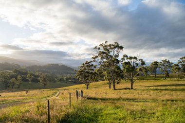 İngiltere 'de bir çiftlikteki bir tarlada sığır budu. Baharda çayırda otlayan İngiliz sığırları. Sürdürülebilir bir tarım çiftliğinde çayırda yeşil çimenler büyüyor.