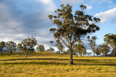 İngiltere 'de bir çiftlikteki bir tarlada sığır budu. Baharda çayırda otlayan İngiliz sığırları. Sürdürülebilir bir tarım çiftliğinde çayırda yeşil çimenler büyüyor.