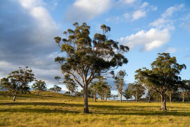 İngiltere 'de bir çiftlikteki bir tarlada sığır budu. Baharda çayırda otlayan İngiliz sığırları. Sürdürülebilir bir tarım çiftliğinde çayırda yeşil çimenler büyüyor.
