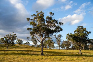 İngiltere 'de bir çiftlikteki bir tarlada sığır budu. Baharda çayırda otlayan İngiliz sığırları. Sürdürülebilir bir tarım çiftliğinde çayırda yeşil çimenler büyüyor.