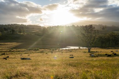 İngiltere 'de bir çiftlikteki bir tarlada sığır budu. Baharda çayırda otlayan İngiliz sığırları. Sürdürülebilir bir tarım çiftliğinde çayırda yeşil çimenler büyüyor.