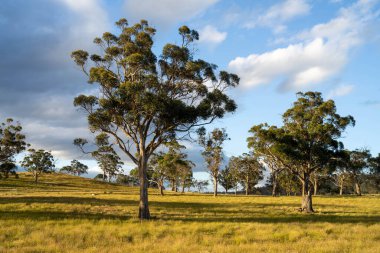 İngiltere 'de bir çiftlikteki bir tarlada sığır budu. Baharda çayırda otlayan İngiliz sığırları. Sürdürülebilir bir tarım çiftliğinde çayırda yeşil çimenler büyüyor.