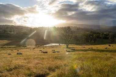 İngiltere 'de bir çiftlikteki bir tarlada sığır budu. Baharda çayırda otlayan İngiliz sığırları. Sürdürülebilir bir tarım çiftliğinde çayırda yeşil çimenler büyüyor.