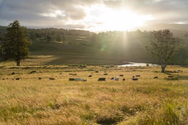 İngiltere 'de bir çiftlikteki bir tarlada sığır budu. Baharda çayırda otlayan İngiliz sığırları. Sürdürülebilir bir tarım çiftliğinde çayırda yeşil çimenler büyüyor.
