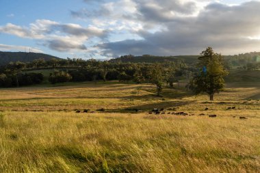 İngiltere 'de bir çiftlikteki bir tarlada sığır budu. Baharda çayırda otlayan İngiliz sığırları. Sürdürülebilir bir tarım çiftliğinde çayırda yeşil çimenler büyüyor.