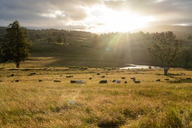 İngiltere 'de bir çiftlikteki bir tarlada sığır budu. Baharda çayırda otlayan İngiliz sığırları. Sürdürülebilir bir tarım çiftliğinde çayırda yeşil çimenler büyüyor.