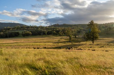 İngiltere 'de bir çiftlikteki bir tarlada sığır budu. Baharda çayırda otlayan İngiliz sığırları. Sürdürülebilir bir tarım çiftliğinde çayırda yeşil çimenler büyüyor.