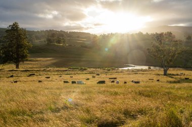 İngiltere 'de bir çiftlikteki bir tarlada sığır budu. Baharda çayırda otlayan İngiliz sığırları. Sürdürülebilir bir tarım çiftliğinde çayırda yeşil çimenler büyüyor.