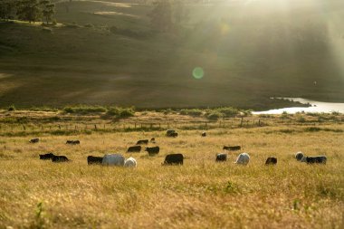 İngiltere 'de bir çiftlikteki bir tarlada sığır budu. Baharda çayırda otlayan İngiliz sığırları. Sürdürülebilir bir tarım çiftliğinde çayırda yeşil çimenler büyüyor.
