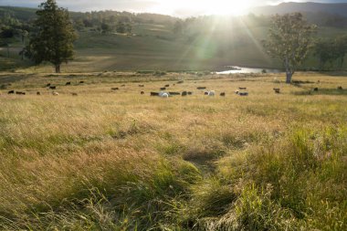 İngiltere 'de bir çiftlikteki bir tarlada sığır budu. Baharda çayırda otlayan İngiliz sığırları. Sürdürülebilir bir tarım çiftliğinde çayırda yeşil çimenler büyüyor.
