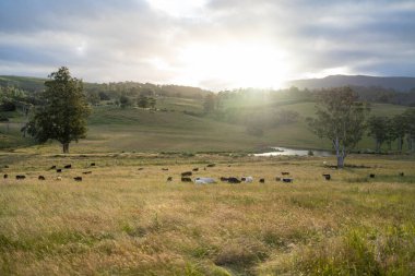 Avustralya 'daki güzel siyah angus sığırları ot yer, otlakta otlar. Tarımsal bir çiftlikte yetiştirilen sığır sürüsü. Yazın sürdürülebilir tarım