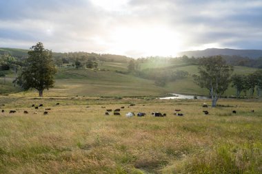 İngiltere 'de bir çiftlikteki bir tarlada sığır budu. Baharda çayırda otlayan İngiliz sığırları. Sürdürülebilir bir tarım çiftliğinde çayırda yeşil çimenler büyüyor.