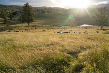 İngiltere 'de bir çiftlikteki bir tarlada sığır budu. Baharda çayırda otlayan İngiliz sığırları. Sürdürülebilir bir tarım çiftliğinde çayırda yeşil çimenler büyüyor.