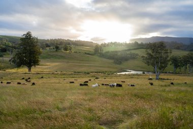 Avustralya 'daki güzel siyah angus sığırları ot yer, otlakta otlar. Tarımsal bir çiftlikte yetiştirilen sığır sürüsü. Yazın sürdürülebilir tarım
