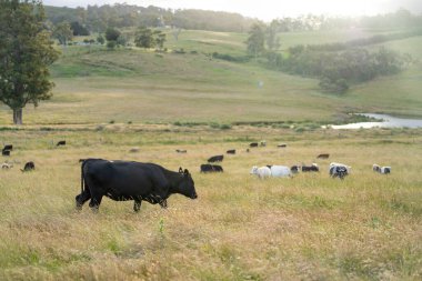 Avustralya 'daki güzel siyah angus sığırları ot yer, otlakta otlar. Tarımsal bir çiftlikte yetiştirilen sığır sürüsü. Yazın sürdürülebilir tarım