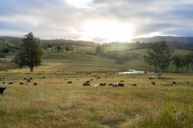 Avustralya 'daki güzel siyah angus sığırları ot yer, otlakta otlar. Tarımsal bir çiftlikte yetiştirilen sığır sürüsü. Yazın sürdürülebilir tarım