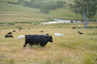 Avustralya 'daki güzel siyah angus sığırları ot yer, otlakta otlar. Tarımsal bir çiftlikte yetiştirilen sığır sürüsü. Yazın sürdürülebilir tarım