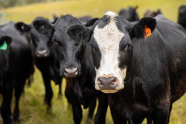 Avustralya 'daki güzel siyah angus sığırları ot yer, otlakta otlar. Tarımsal bir çiftlikte yetiştirilen sığır sürüsü. Yazın sürdürülebilir tarım