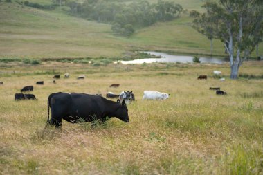 Avustralya 'daki güzel siyah angus sığırları ot yer, otlakta otlar. Tarımsal bir çiftlikte yetiştirilen sığır sürüsü. Yazın sürdürülebilir tarım