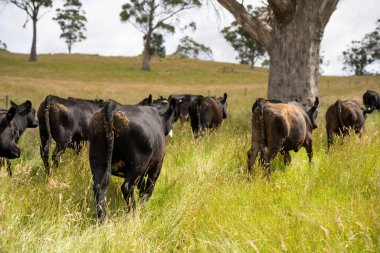 Avustralya 'daki güzel siyah angus sığırları ot yer, otlakta otlar. Tarımsal bir çiftlikte yetiştirilen sığır sürüsü. Yazın sürdürülebilir tarım