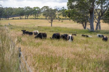 Avustralya 'daki güzel siyah angus sığırları ot yer, otlakta otlar. Tarımsal bir çiftlikte yetiştirilen sığır sürüsü. Yazın sürdürülebilir tarım