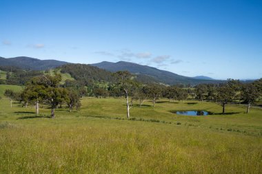 Yenilenebilir bir çiftlikte sürdürülebilir gıda üretiminde büyüyen tarım ürünleri, çayırlar ve otlar. Yerli bitkiler akşam karanlığında karbon depoluyorlar. Avustralya 'da baharda tarım arazisi