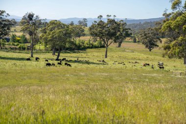Yenilenebilir bir çiftlikte sürdürülebilir gıda üretiminde büyüyen tarım ürünleri, çayırlar ve otlar. Yerli bitkiler akşam karanlığında karbon depoluyorlar. Avustralya 'da baharda tarım arazisi