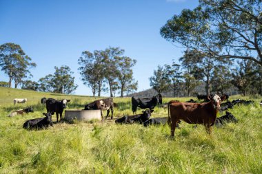 İngiltere 'de bir çiftlikte sığır eti. Baharda çayırda otlayan İngiliz sığırları. Sürdürülebilir bir tarım çiftliğinin otlağında büyüyen yeşil çimenler.