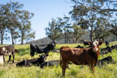 İngiltere 'de bir çiftlikte sığır eti. Baharda çayırda otlayan İngiliz sığırları. Sürdürülebilir bir tarım çiftliğinin otlağında büyüyen yeşil çimenler.
