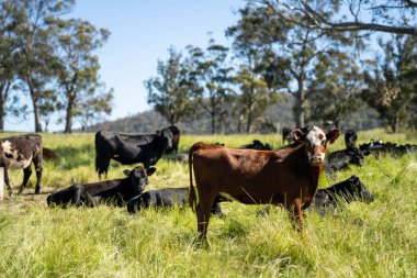 İngiltere 'de bir çiftlikte sığır eti. Baharda çayırda otlayan İngiliz sığırları. Sürdürülebilir bir tarım çiftliğinin otlağında büyüyen yeşil çimenler.