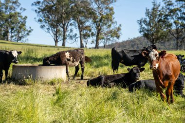 Angus yuvarlak bir yalaktan su içen ineği sakinleştirir. Yazın Avustralya 'da bir sığır çiftliğindeki bir tarlada çiftlik hayvanları için su yalağı.