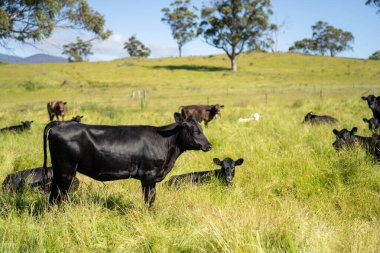 İngiltere 'de bir çiftlikte sığır eti. Baharda çayırda otlayan İngiliz sığırları. Sürdürülebilir bir tarım çiftliğinin otlağında büyüyen yeşil çimenler.