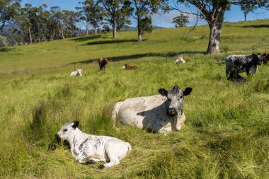 Avustralya 'daki güzel sığırlar ot yer, otlakta otlarlar. Tarımsal bir çiftlikte yetiştirilen sığır sürüsü. Yazın sürdürülebilir tarım
