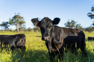 İngiltere 'de bir çiftlikteki bir tarlada sığır budu. Baharda çayırda otlayan İngiliz sığırları. Sürdürülebilir bir tarım çiftliğinin otlağında büyüyen yeşil çimenler.
