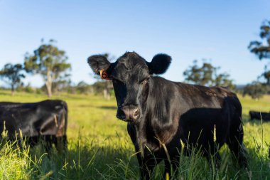 İngiltere 'de bir çiftlikteki bir tarlada sığır budu. Baharda çayırda otlayan İngiliz sığırları. Sürdürülebilir bir tarım çiftliğinin otlağında büyüyen yeşil çimenler.