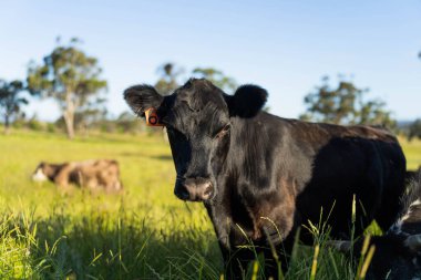İngiltere 'de bir çiftlikteki bir tarlada sığır budu. Baharda çayırda otlayan İngiliz sığırları. Sürdürülebilir bir tarım çiftliğinin otlağında büyüyen yeşil çimenler.