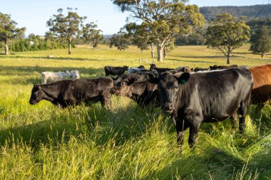 İngiltere 'de bir çiftlikte sığır eti. Baharda çayırda otlayan İngiliz sığırları. Sürdürülebilir bir tarım çiftliğinin otlağında büyüyen yeşil çimenler.
