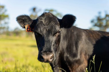 İngiltere 'de bir çiftlikteki bir tarlada sığır budu. Baharda çayırda otlayan İngiliz sığırları. Sürdürülebilir bir tarım çiftliğinin otlağında büyüyen yeşil çimenler.