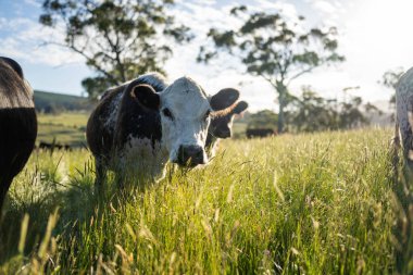 Avustralya 'daki güzel sığırlar ot yer, otlakta otlarlar. Tarımsal bir çiftlikte yetiştirilen sığır sürüsü. Yazın sürdürülebilir tarım