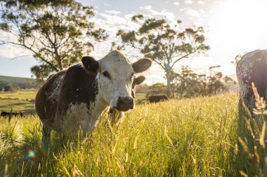 İngiltere 'de bir çiftlikteki bir tarlada sığır budu. Baharda çayırda otlayan İngiliz sığırları. Sürdürülebilir bir tarım çiftliğinin otlağında büyüyen yeşil çimenler.