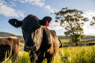 Avustralya 'daki güzel sığırlar ot yer, otlakta otlarlar. Tarımsal bir çiftlikte yetiştirilen sığır sürüsü. Yazın sürdürülebilir tarım