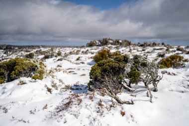 Kunanyi Dağı Wellington kışın Hobart 'ın üzerinde kar ve buzla kaplıdır.