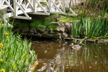 Baharda Avustralya 'da bir botanik bahçesindeki göletin üzerindeki beyaz ahşap köprü.