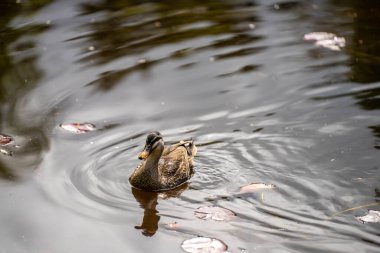 Baharda Avustralya 'da bir botanik bahçesindeki göletin üzerindeki beyaz ahşap köprü.