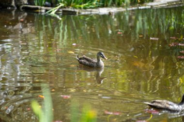 Parktaki ördekler gölette ve baharda çimlerde
