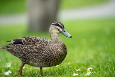 Parktaki ördekler gölette ve baharda çimlerde