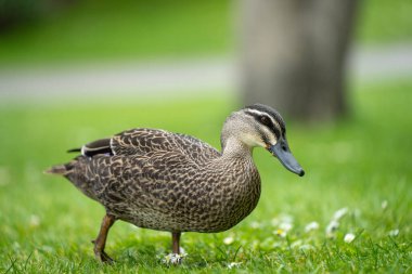 Parktaki ördekler gölette ve baharda çimlerde