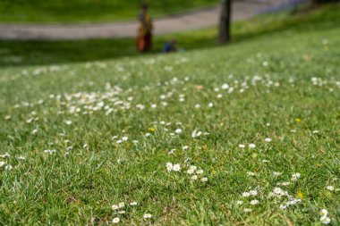 Yaşlı bir çift, ormanın yanındaki bir parkta küçük bir köpekle yürüyor. Baharda Avustralya 'da aşık yaşlı bir çift. Baharda çimento yolu